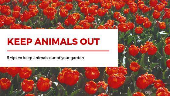5 tips to keep animals out of your garden
