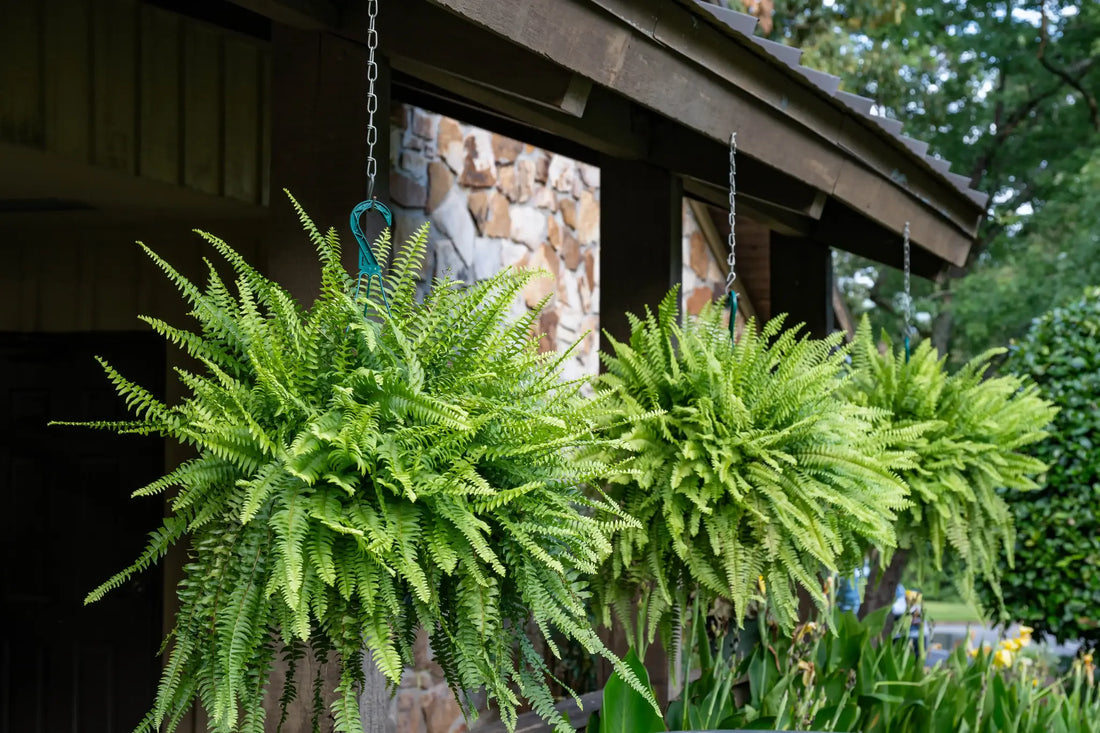 Artificial Ferns for Outdoor Spaces: Porch, Patio & Covered Areas
