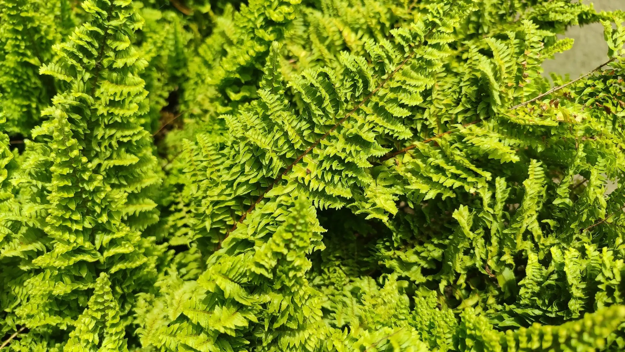 Artificial Ferns vs. Real Ferns: Which Is Better for Home Décor?