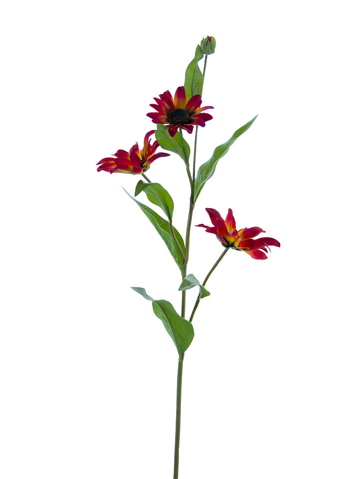 Sunburst Black-Eyed Susan Spray (4-Colors)