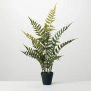 Woods Fern Potted Plant
