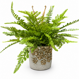 Custom Mixed Fern in Golden Flower Petal Container