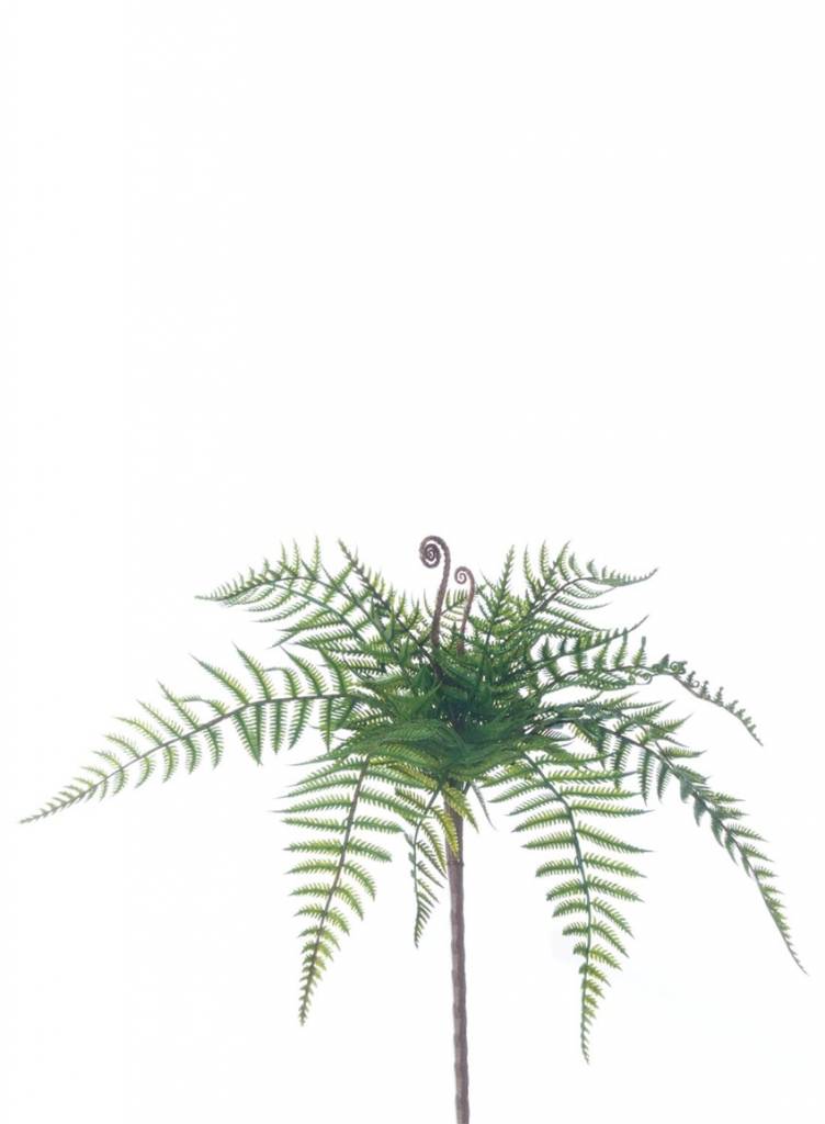 Small Woods Fern Bush