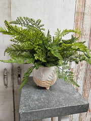 Custom Lace Fern in Footed Fern Planter
