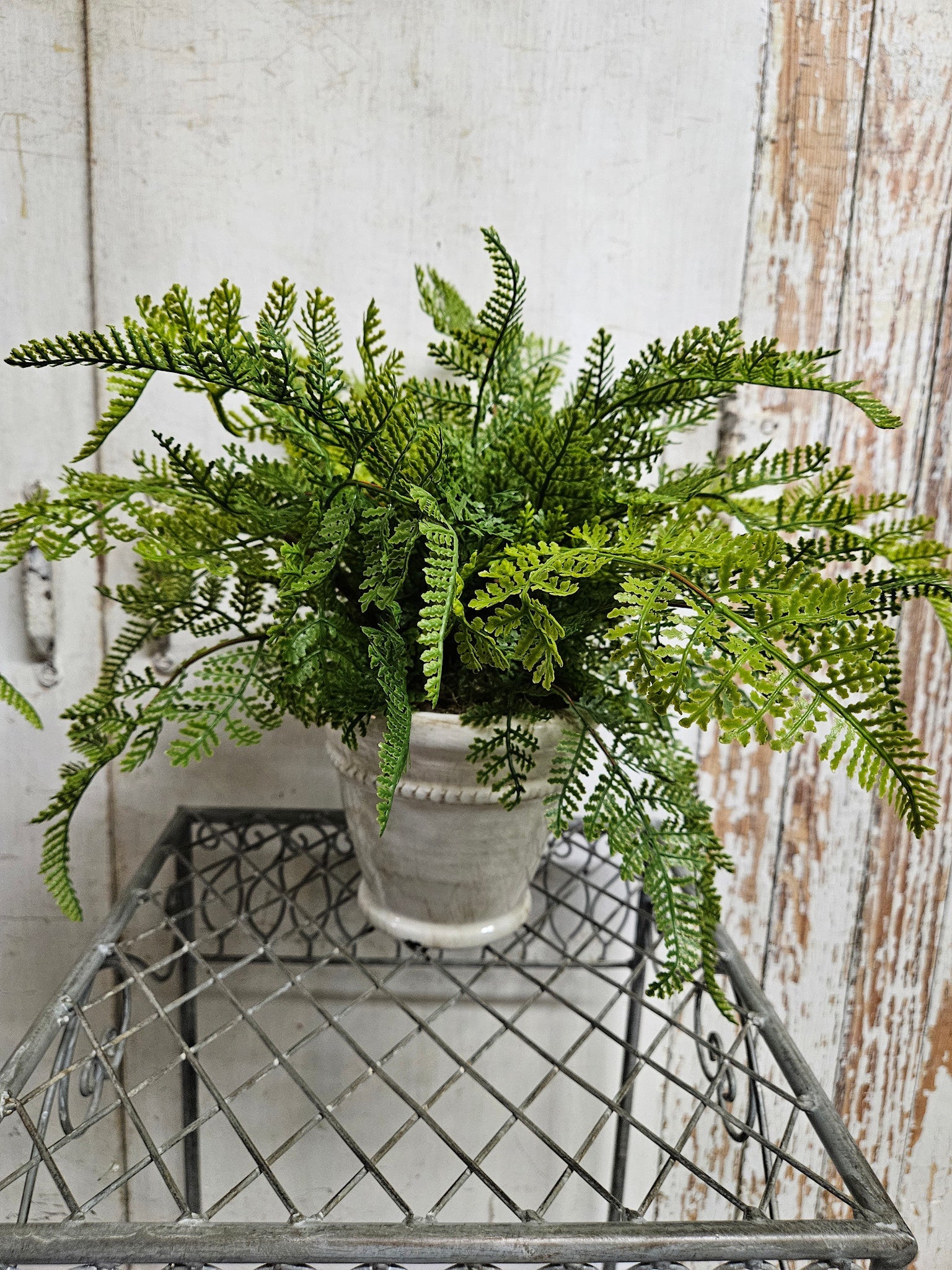 Custom Lace Fern in White Distressed Container