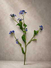 19" Forget-Me-Not Stem