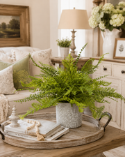 Custom Lace Fern in Green Wildflower Container