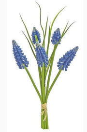 Blue Grape Hyacinth Bundle