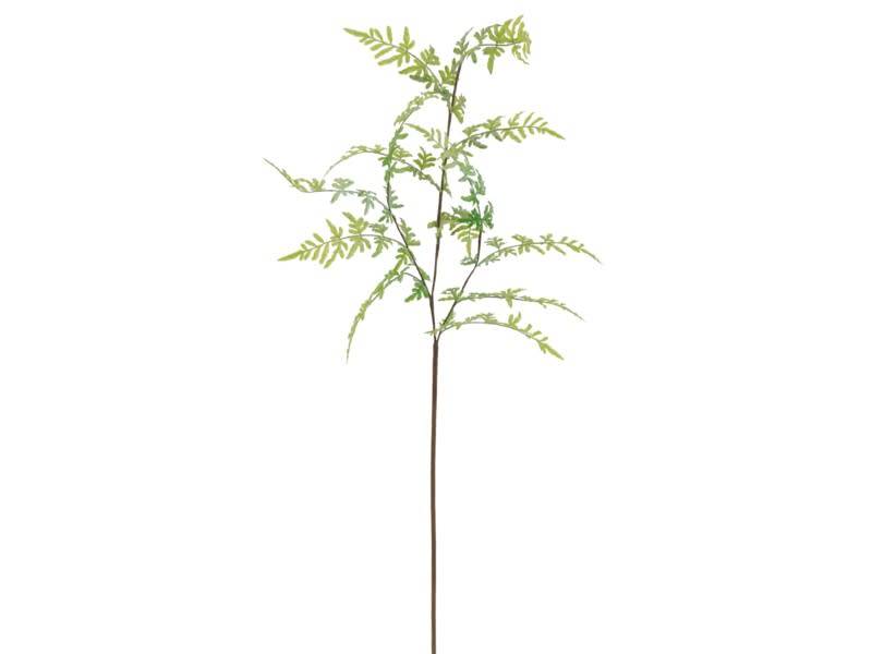 Venus Fern Branch Spray