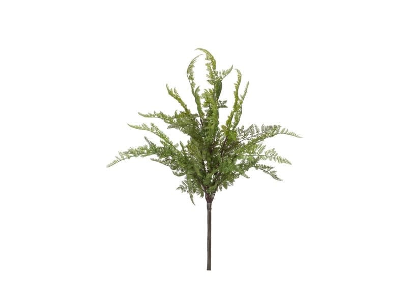Lace Fern Bush
