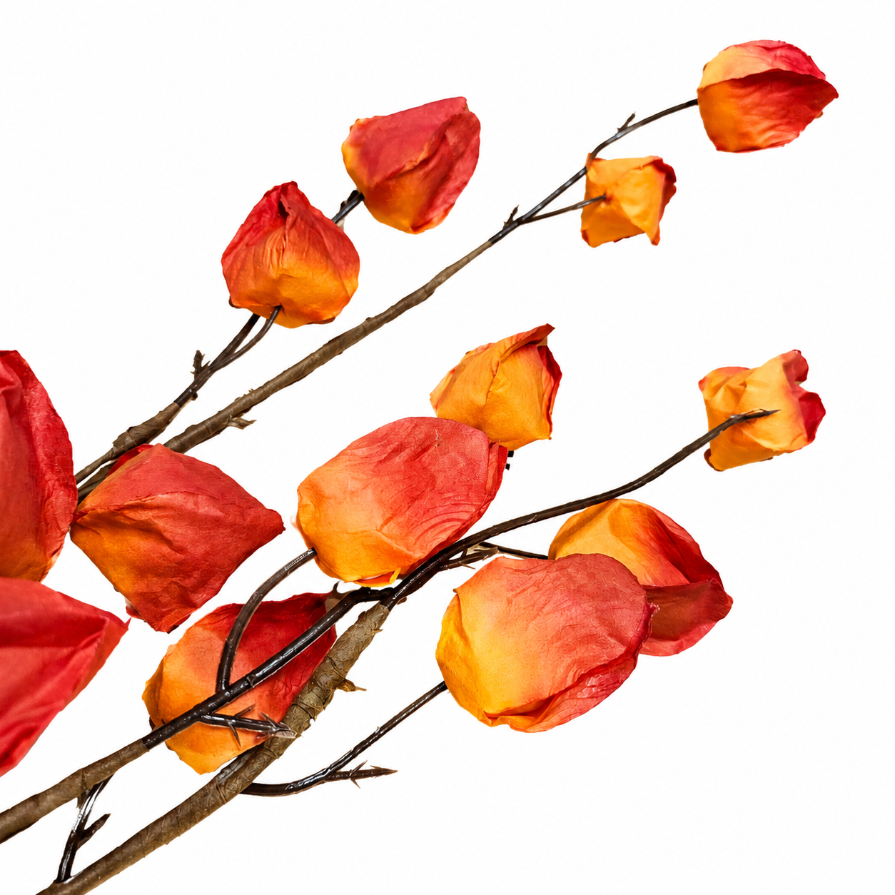 Chinese Lantern Spray (2 Colors)
