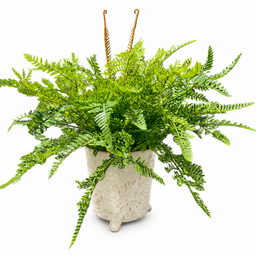 Custom Mixed Fern in Footed Container