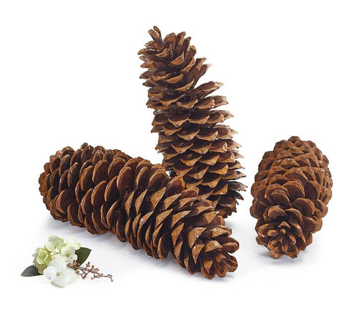 Natural Oregon Pinecone