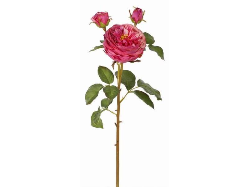 English Rose Bloom (4-Colors)