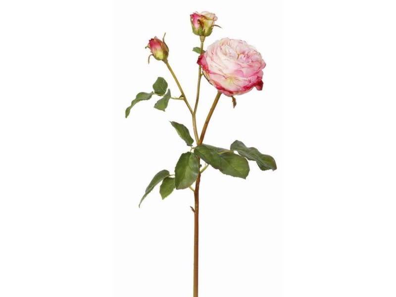 English Rose Bloom (4-Colors)