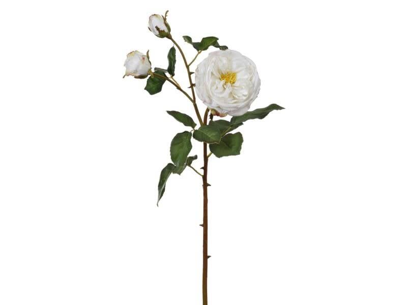 English Rose Bloom (4-Colors)