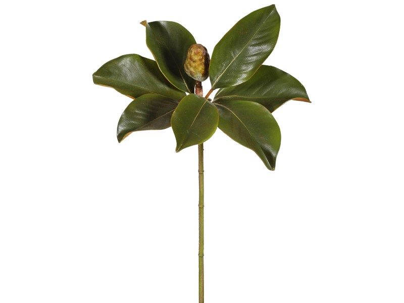 Magnolia Bud Spray