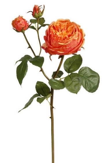 English Rose Bloom (4-Colors)
