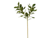 Pittosporum Stem