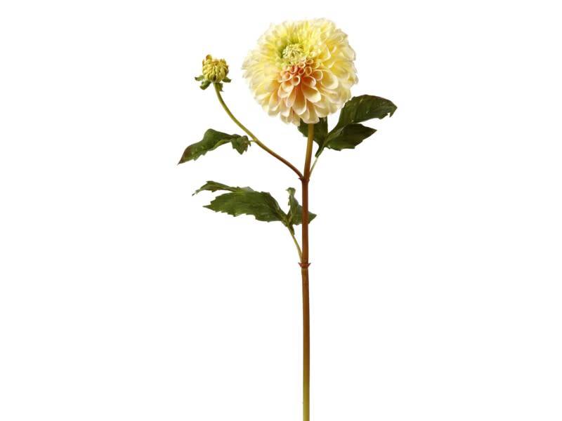 Large Dahlia (2 Colors)