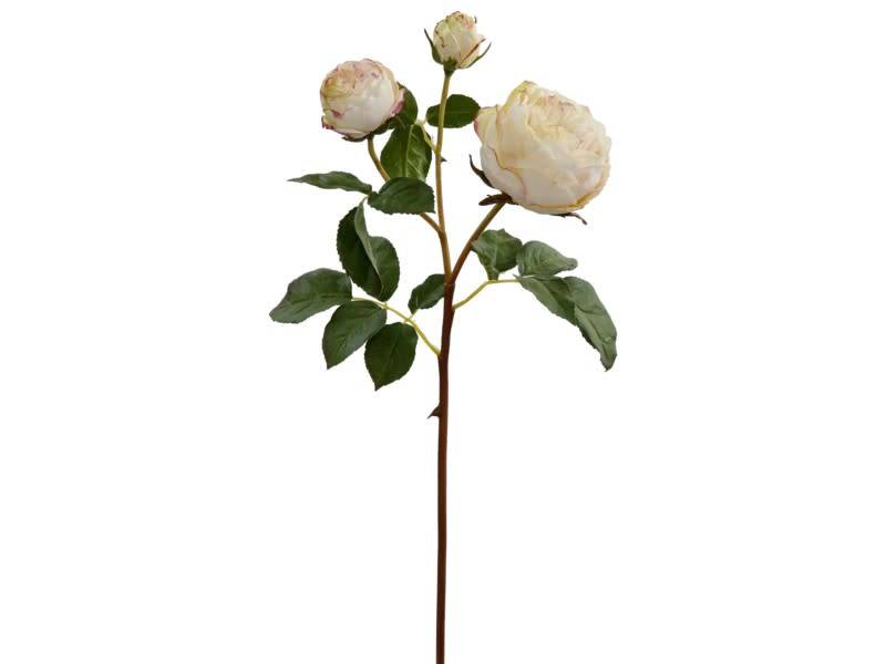 English Rose Bloom (4-Colors)