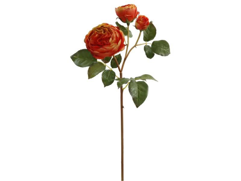 English Rose Bloom (4-Colors)