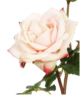 22" Natural Touch Sweet Juliet English Rose (3-Colors)