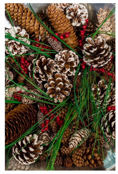 Winter Pine Botanical Blend Potpourri