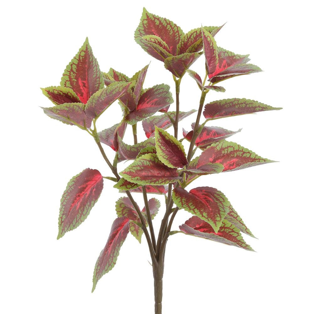 15" Coleus Bush