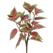 15" Coleus Bush