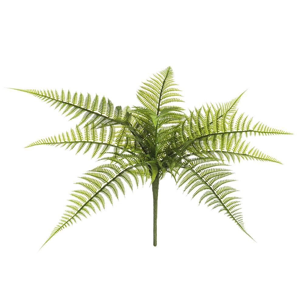 Leather Leaf Fern Bush