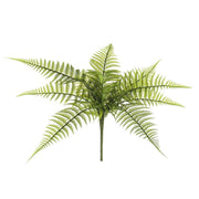 Leather Leaf Fern Bush