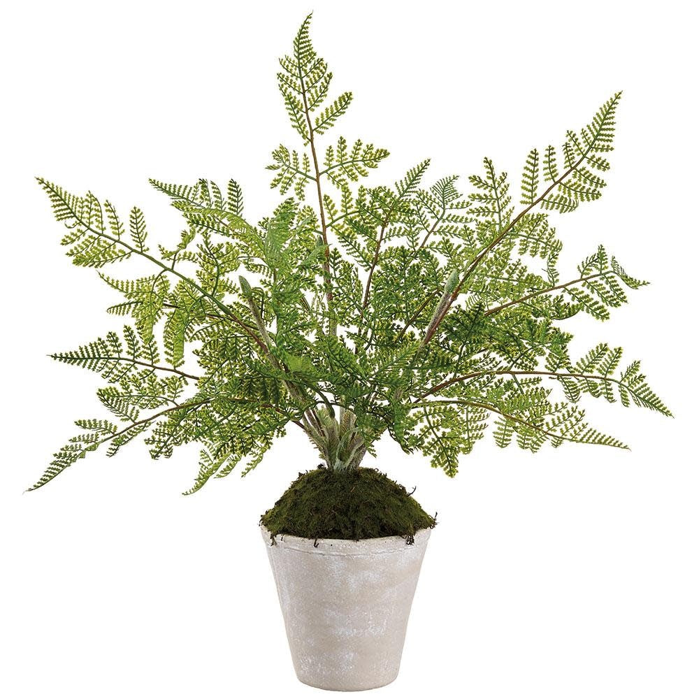 Natural Twig Lace Fern in Pot