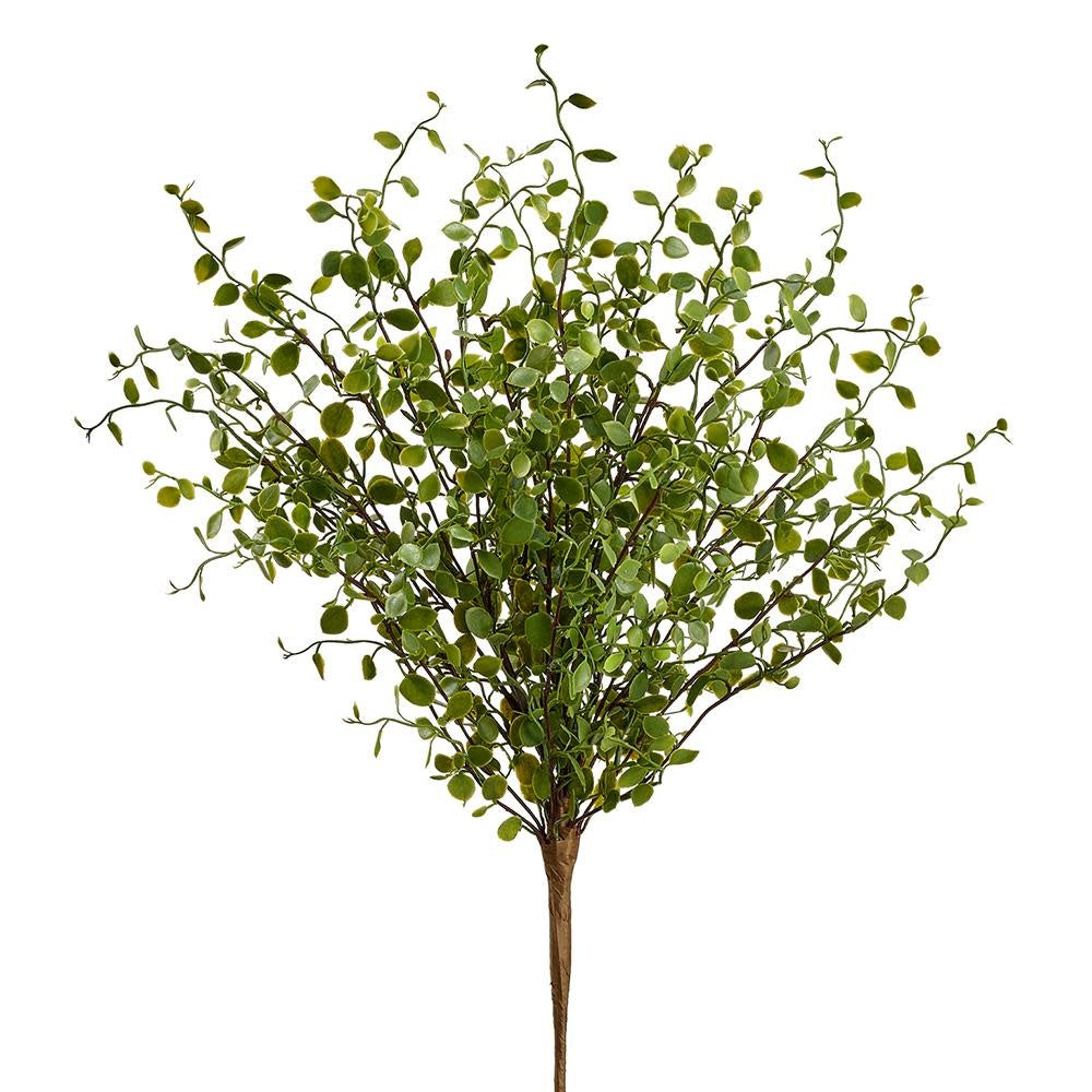 Muehlenbeckla Greenery Bush