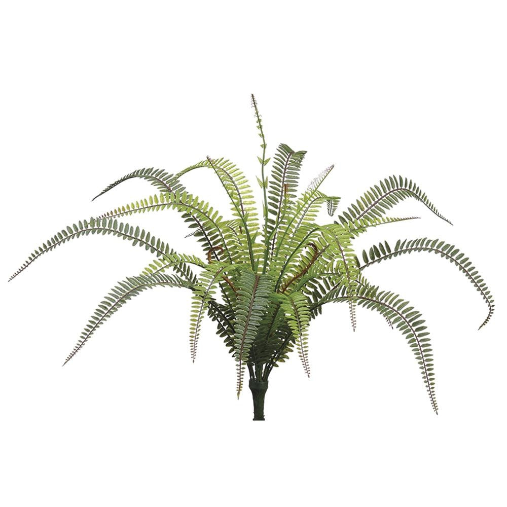 UV Protected Tall Boston Fern Fiddleheads