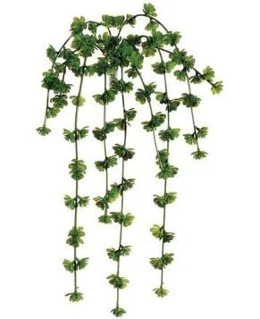 20" Trailing Sedum Vine