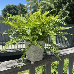 Custom Mixed Fern in Footed Container