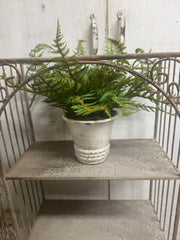 Custom Small Woods Fern