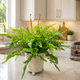 Custom Mixed Fern in Footed Container