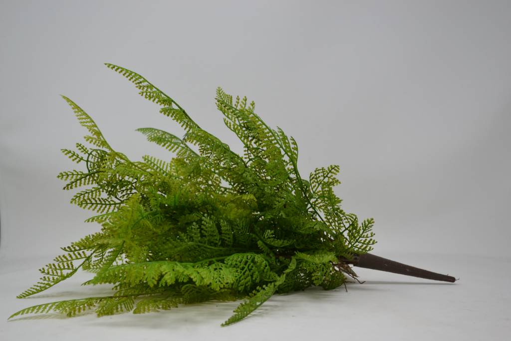 Lace Fern Bush