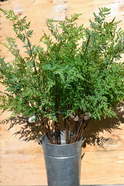 Venus Fern Branch Spray