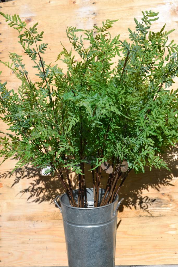 Venus Fern Branch Spray
