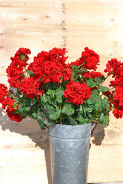 Large Red Geranium Bush