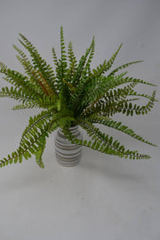 12" Sword Fern Bush