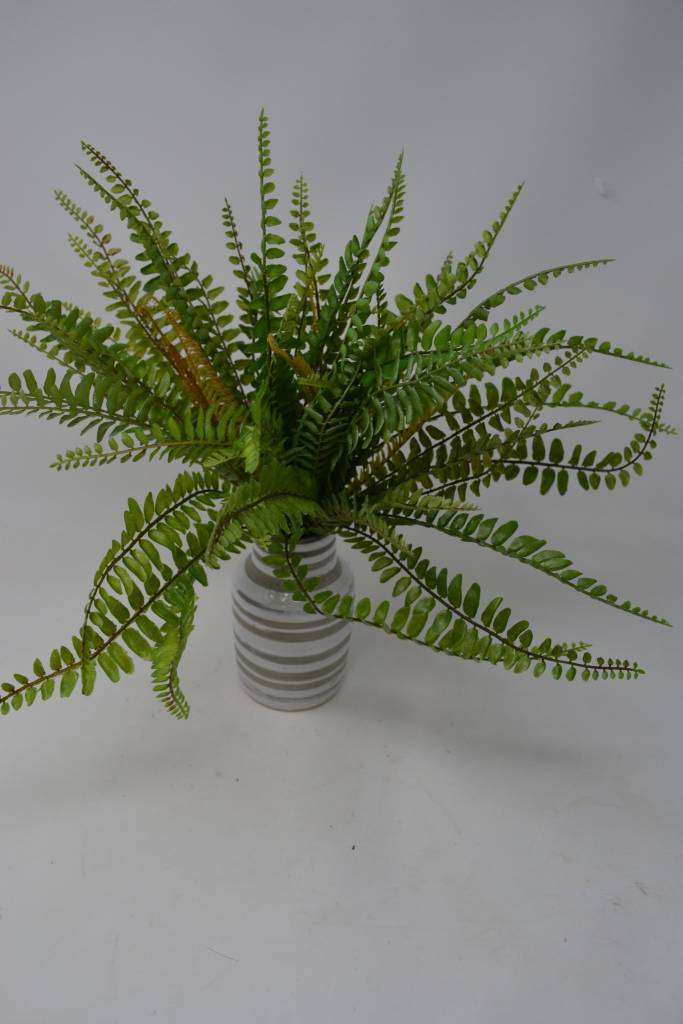 12" Sword Fern Bush