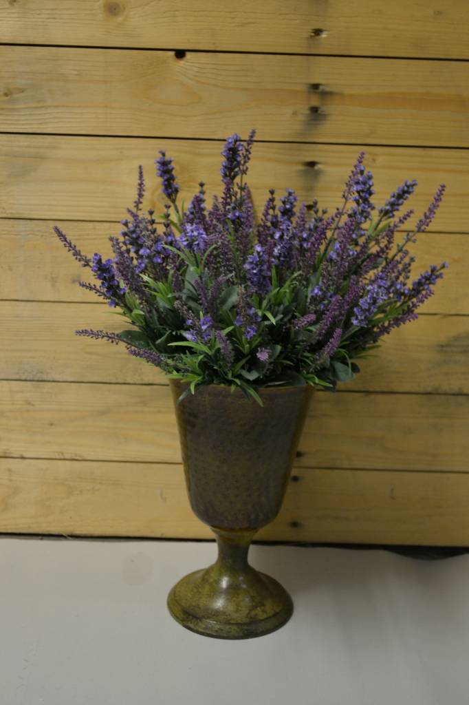 Mixed Lavender Bush