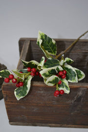 Variegated Mini Holly Spray