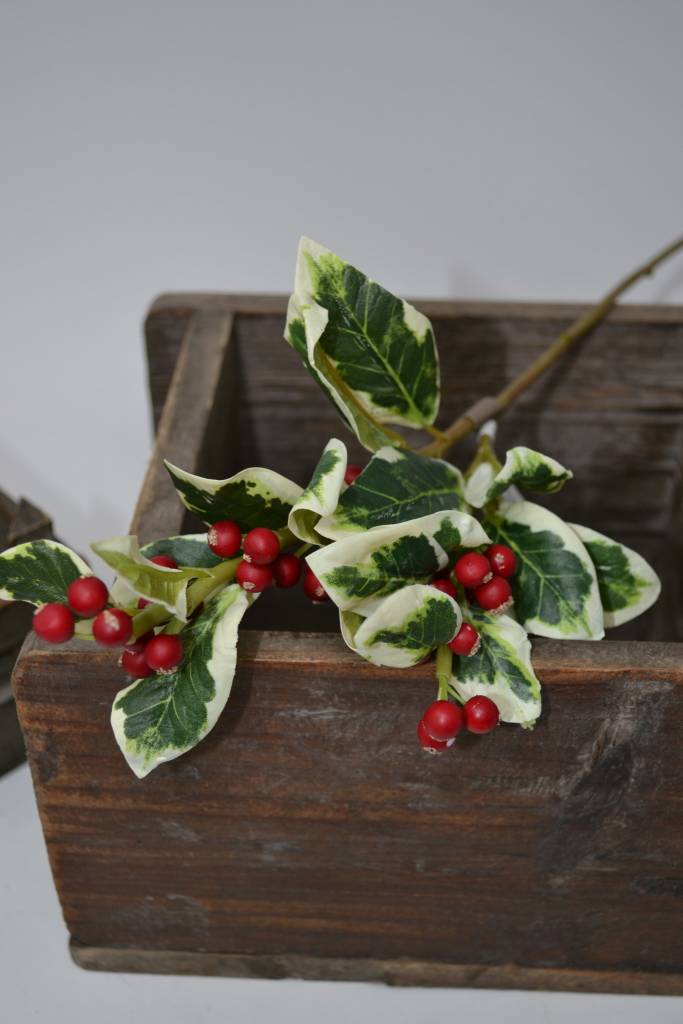 Variegated Mini Holly Spray