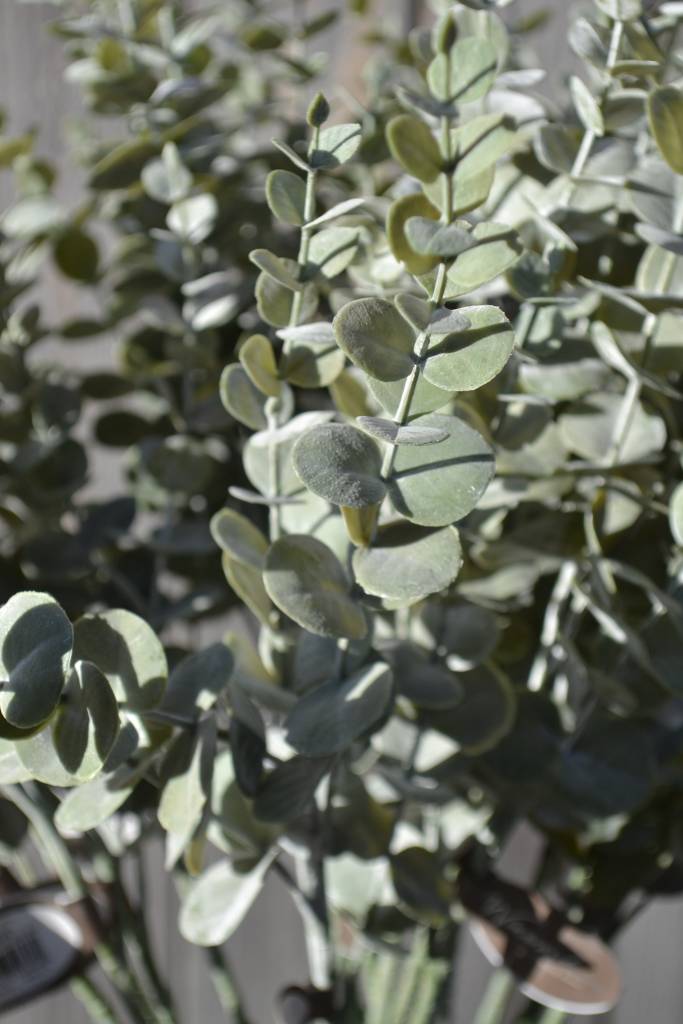 Mini Dusty Eucalyptus Spray