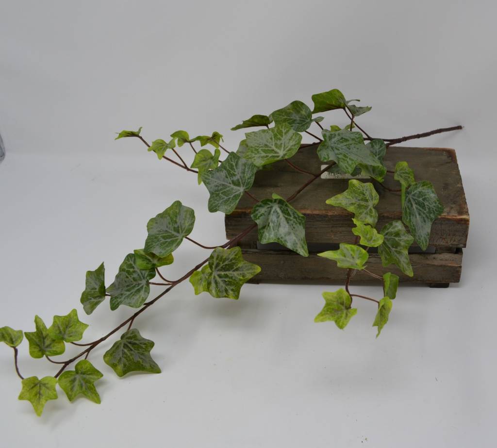 Green Ivy Spray